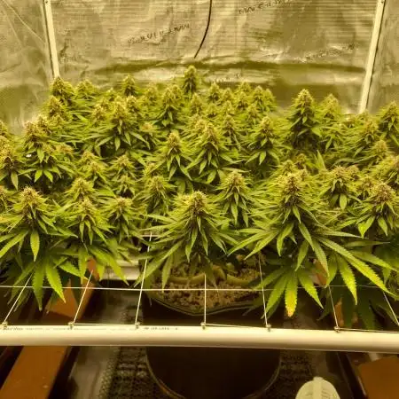 Durban Poison 4 way lst Scrog