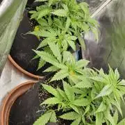 2x colombian jack