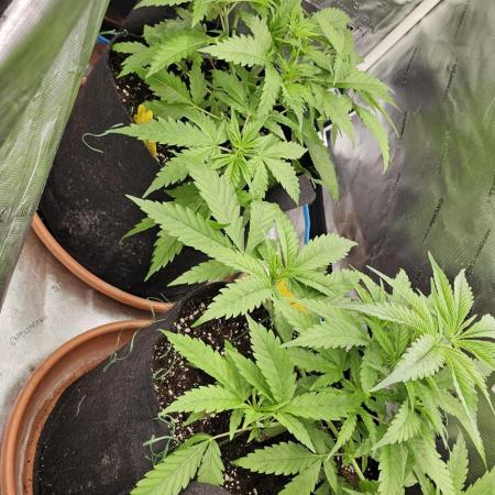 2x colombian jack