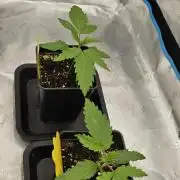 2x colombian jack