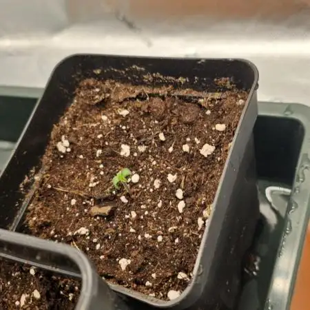Milky Way F1 Auto