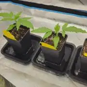 2x colombian jack