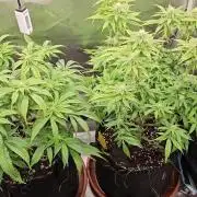 2x colombian jack