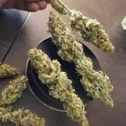 Northern Lights Blue