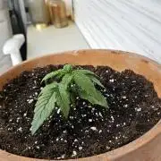 Milky Way F1 Auto