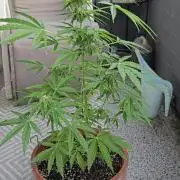 Milky Way F1 Auto