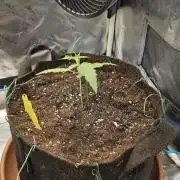 1x Mango Sherbert