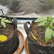 2x colombian jack