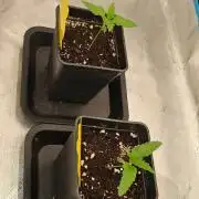 2x colombian jack