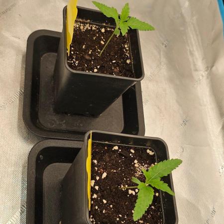 2x colombian jack