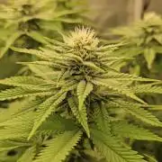 1x Mango Sherbert