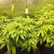 2x colombian jack