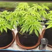 2x colombian jack