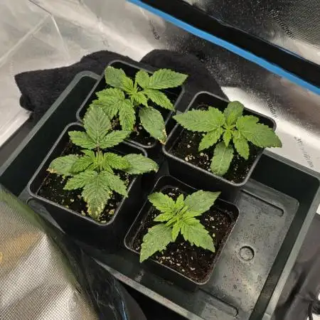 Milky Way F1 Auto