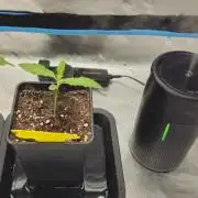 1x Mango Sherbert