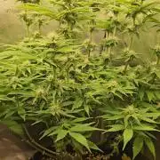 2x colombian jack