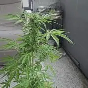 Milky Way F1 Auto