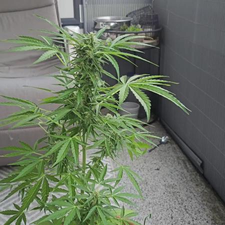 Milky Way F1 Auto