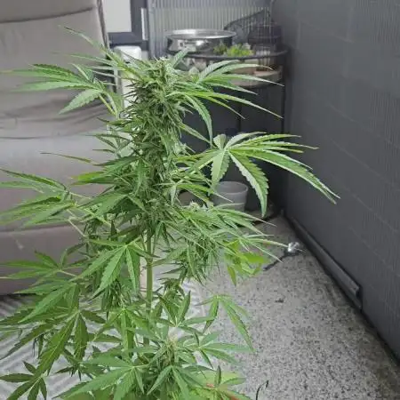 Milky Way F1 Auto