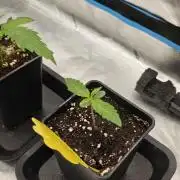 1x Mango Sherbert