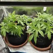 2x colombian jack