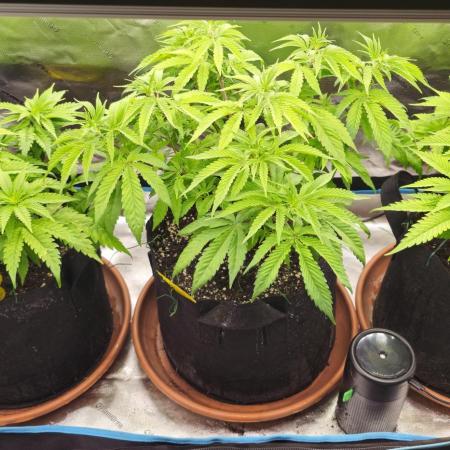 2x colombian jack