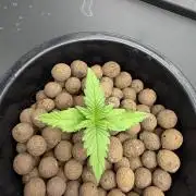 Nimbo’s FB hydroponic grow -HSS