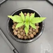 Nimbo’s FB hydroponic grow -HSS