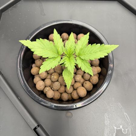 Nimbo’s FB hydroponic grow -HSS