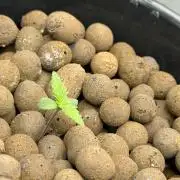 Nimbo’s FB hydroponic grow -HSS