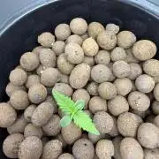 Nimbo’s FB hydroponic grow -HSS