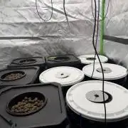 Nimbo’s FB hydroponic grow -HSS