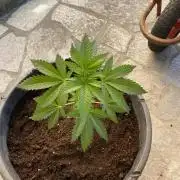 Critical