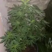 Critical