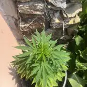 Critical