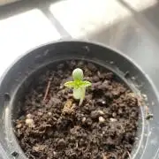 tropicana cookies X punch auto