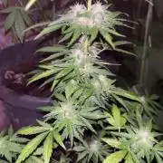 tropicana cookies auto
