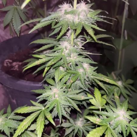 tropicana cookies auto