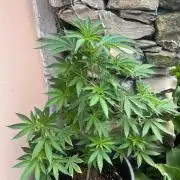 Critical