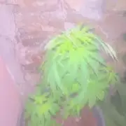 Critical