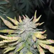 tropicana cookies auto