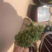 tropicana cookies auto