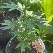 tropicana cookies auto