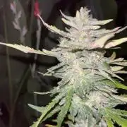 tropicana cookies auto