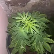 Critical