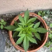 tropicana cookies auto