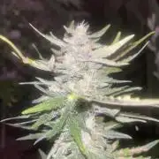 tropicana cookies auto