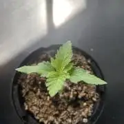 Critical