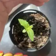 Critical