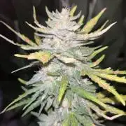 tropicana cookies auto